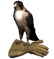 falcon